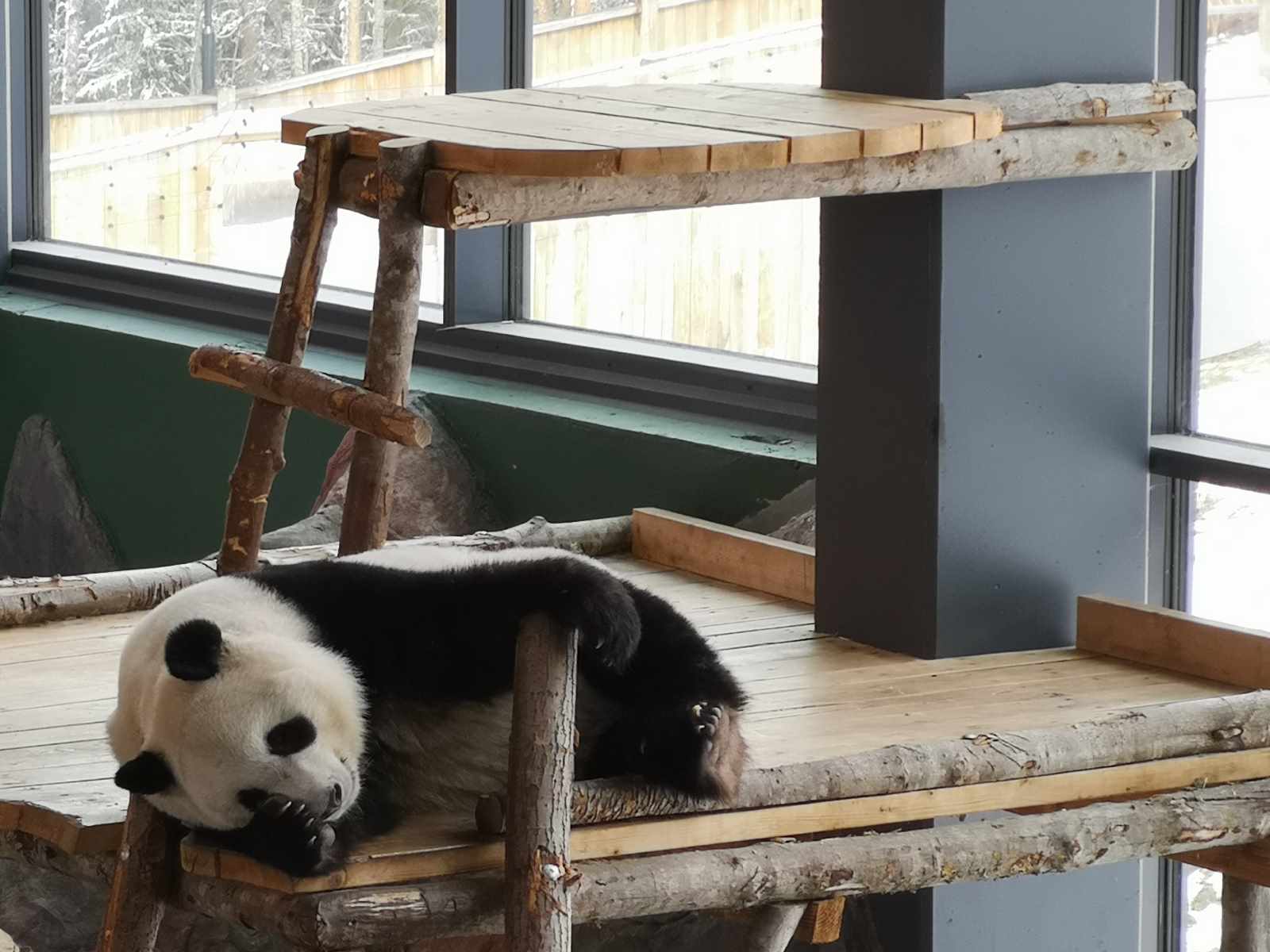 Nukkuva-panda